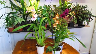 Our LIDL Supermarket Orchid Plant BARGAINS  ID anybody [upl. by Aset]