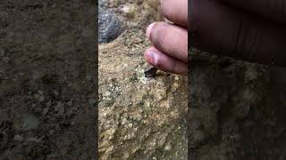 Tiny Blue kyanite Gem Found in Muddy Rock SHOCKING Discovery 🤑😍 gems crystals rockhounding [upl. by Sivraj999]