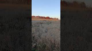 Pheasant Hunting Pt III pheasants pheasanthunting pheasant pheasant [upl. by Oren487]