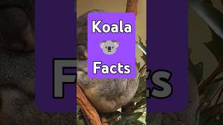 Koalas The Cutest Craziest Creatures on Earth [upl. by Meyer]