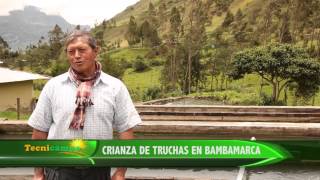 Crianza de Truchas en Bambamarca [upl. by Harday834]