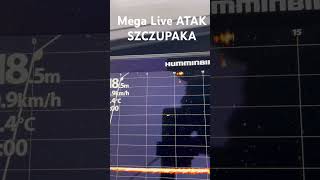 Humminbird Mega Live atak szczupaka na żywo wędkarstwo fishing spinning szczupak [upl. by Ole704]