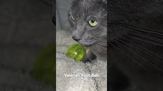 🐈‍⬛️ Valerian Root vs Cat cat drooling cattoy fy trending pdx pnw trending valerian fyp [upl. by Ahsille]