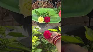 Roses harvesting roses harvesting mygarden gardening shortvideo ytshorts shorts [upl. by Ludly]