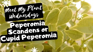 Meet My Plant  Peperomia Scandens variegata or Cupid Peperomia  EP 04 [upl. by Yonita]