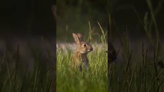 CuteAnimals rabbit teeth never stop growing rabbit cuteanimal bunny cute shortvideo nature [upl. by Eignat]