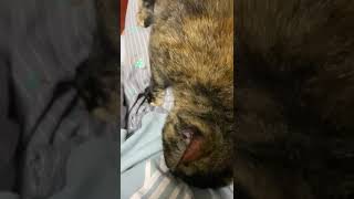 Cat Massage🐾 Milky Kneads Like a Pro Relaxing Cat Massage on My Leg 😻 catmassage kneading shorts [upl. by Lichter483]