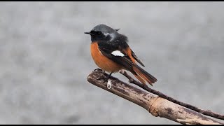 1131111 The Daurian redstart is a winter visitor in Taiwan [upl. by Aviv751]