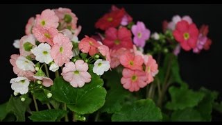 Primula obconica  Becherprimel German Primrose [upl. by Sikram]