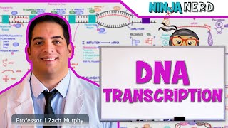 Cell Biology  DNA Transcription 🧬 [upl. by Ahsead339]