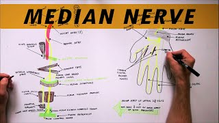 Median Nerve  Anatomy Tutorial [upl. by Rillis]