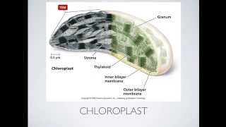 Mitochondria and Chloroplasts [upl. by Suh]