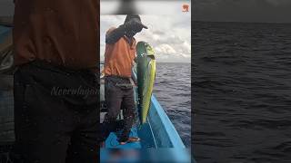 Mahi Mahi Fish Caught Using Live Baits fishing fishingvideo fishingtime [upl. by Danete]