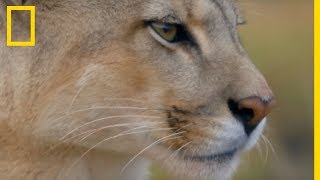 Le miaulement inattendu des chatons pumas appellent leur mère [upl. by Selinski]