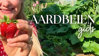 ÁL mijn aardbeien tips voor de BESTE oogst planten kweken stekken zaaien voeding ampmeer [upl. by Gilcrest]