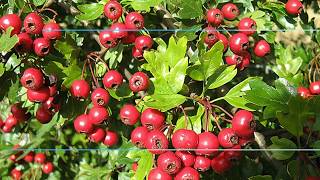 Shaw Herbal Healing Garden  Hawthorn Berry Syrup For The Heart [upl. by Arraes]