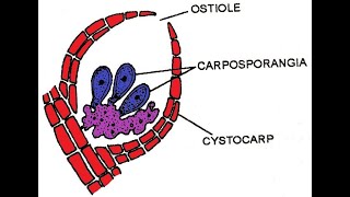 Polysiphonia Development of carposporophyte and tetrasporophyte I [upl. by Allimrac]