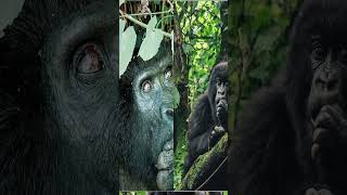 Gorillas of Uganda A Rare and Majestic Experience 🇺🇬 [upl. by Felt]