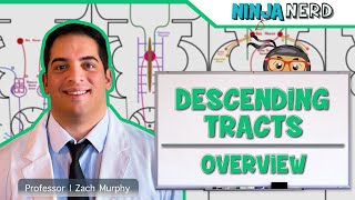 Neurology  Descending Tracts Overview [upl. by Yhtomit]