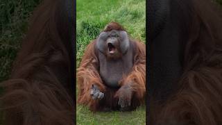 🦧Super Intelligent Orangutans By Wild Adventures [upl. by Ehrman]