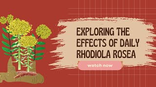 Exploring the Effects of Daily Rhodiola Rosea [upl. by Aenat173]