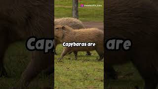 Capybaras the chillest animal chair 🦫  Animal Facts [upl. by Aitnas285]