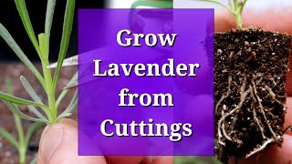 Grow Lavender from Cuttings [upl. by Erik956]