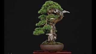 Pinus sylvestris Bonsai by Francesco Santini [upl. by Ainevuol]