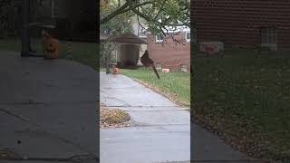 Female Cardinal makes appearance to the Bird Feeder 2024 shorts drockingfish [upl. by Yerffe354]