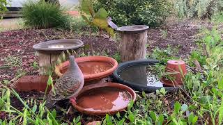 Bronzewing Pigeon Male [upl. by Caleb]