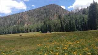 Pine Valley Mountains Utah  Hiking Signal Peak Hidden Forest and Whipple Valley [upl. by Nodnal]