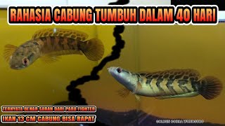 cara menumbuhkan cabung channa maru [upl. by Eniledgam]