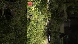 Hide From the Police rdr2 rdrgameplayrdr2online shortsgaming arthurmorgan [upl. by Nolita]