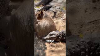 Are Crocodiles Friends With Capybaras [upl. by Ah963]