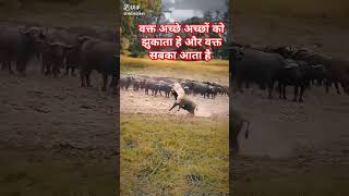 वक्त अच्छे अच्छों को झुकाता हे और वक्त सबका आता है animal motivation sorts [upl. by Artekal]