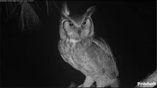 SWFL Eagles  Female Great Horned Owl Visits The Nest Twice 📢 Hooting To Male Nearby 📢 102624 [upl. by Lemahs]