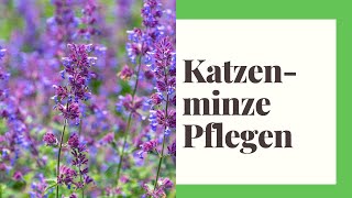 Katzenminze Tipps zur Pflanzung und Pflege [upl. by Agnimod]