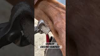 Horse needs its crunchy chestnut removed by a farrier  horse asmr oddlysatisfying animal [upl. by Hsirehc]