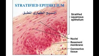 STRATIFIED EPITHELIUM [upl. by Hulburt]