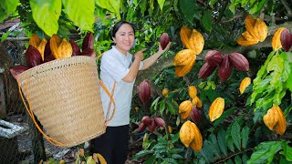 Harvest Cacao amp other fruits and goes to the market sell  Vietnamese Harvesting [upl. by Nea247]