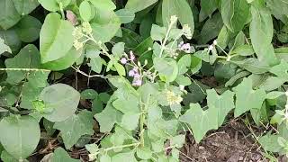 Vernonia cinerea  ash coloured fleaBane   सह देवी [upl. by Lexis991]