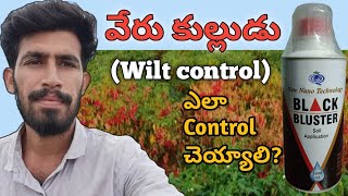 WiltBlackblusterEvergolxtend వేరుకుల్లుడుకొమ్మకుల్లుడుకొత్తవేరు వ్యవస్థ అభివృద్ధిNSsagubadi [upl. by Beall]