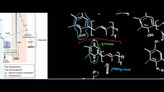 Biochemistry  Plastocyanin Ferredoxin amp Ferredoxin NADP Oxidoreductase Photosynthesis Part 56 [upl. by Scarface977]