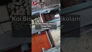 Ikan koi hidup tanpa filter Emang bisa koi ikankoi koifish filterkolamkoi [upl. by Koziel]