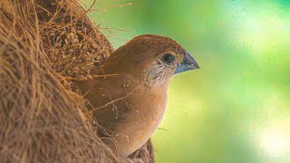 Indian Silverbill 🐦🐦‍⬛🐤🐥 Whitethroated munia  Euodice malabarica [upl. by Adnuahs244]