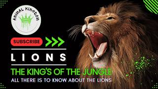 Lions  The KING of the Jungle  NOT What You Think [upl. by Adiel399]