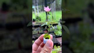 Mini rose 🌹 bonsai bonsai india craft ideas usa trending shortvideo share mini rose [upl. by Onibag]