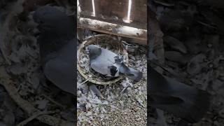 Pigeon sit on eggs for hatching pigeon голубь حمامة kalapati कबूतर pigeonlover pet [upl. by Rogers]