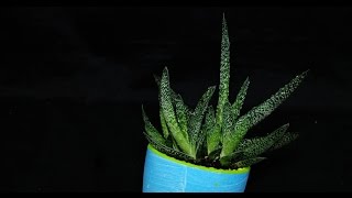 Gasteria carinata [upl. by Noval]