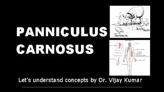 Panniculus Carnosus  Panniculus  Panniculus Reflex  Anatomy Lectures  Lets Understand Concepts [upl. by Nightingale]